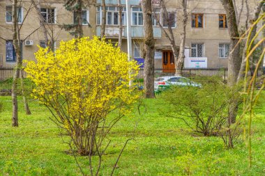 26 Mart 2023 Beltsy, Moldova. Resimli editör kullanımı için. Şehirde ilkbahar.