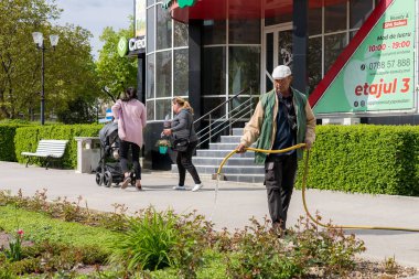 12 Mayıs 2023 Beltsy, Moldova. Resimli editör kullanımı için. Bahçıvanlar çiçek tarlalarını suluyor.