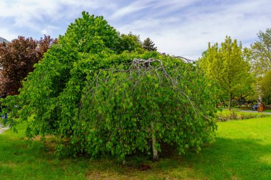 12 Mayıs 2023 Beltsy, Moldova. Resimli editör kullanımı için. Şehrin en güzel ağacı.