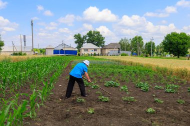 21 Haziran 2023 Rautel Moldova. Resimli editör kullanımı için. Çiftçiler bahçedeki yabani otları temizler.