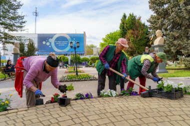 12 Mayıs 2023 Beltsy, Moldova. Resimli editör kullanımı için. Bahçe düzenleyicileri çiçek fideleri eker