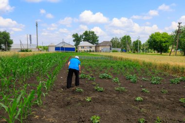 21 Haziran 2023 Rautel Moldova. Resimli editör kullanımı için. Çiftçiler bahçedeki yabani otları temizler.