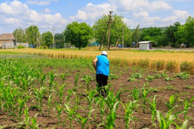 21 Haziran 2023 Rautel Moldova. Resimli editör kullanımı için. Çiftçiler bahçedeki yabani otları temizler.
