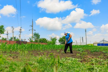 21 Haziran 2023 Rautel Moldova. Resimli editör kullanımı için. Çiftçiler bahçedeki yabani otları temizler.