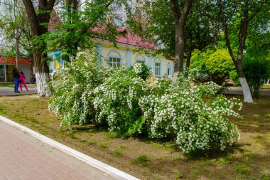 12 Mayıs 2023 Beltsy, Moldova. Resimli editör kullanımı için. Şehir çiçek tarhları