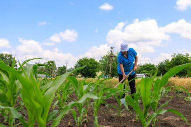 21 Haziran 2023 Rautel Moldova. Resimli editör kullanımı için. Çiftçiler bahçedeki yabani otları temizler.