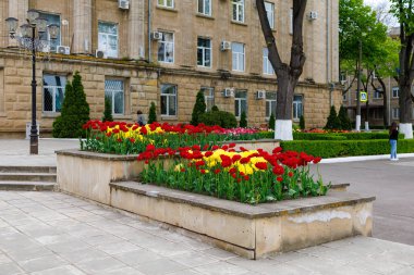 6 Mayıs 2023 Beltsy, Moldova. Resimli editör kullanımı için. Şehir çiçek tarhları