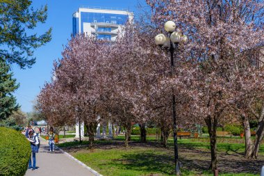 15 Nisan 2022 Beltsy, Moldova. Resimli editör kullanımı için. Şehirde ilkbahar