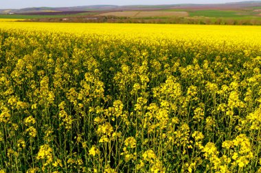 İlkbaharın başında açan kolza tohumu tarlası. Seçici odak ve kopyalama alanı olan arkaplan
