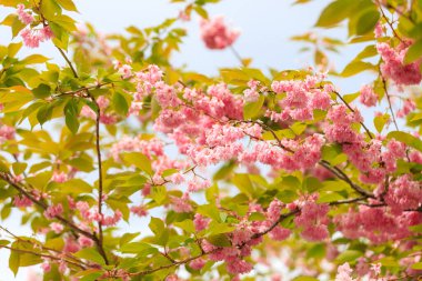 Baharın başlarında Sakura ağacı çiçekleri. Kiraz ve erik ağaçlarının çiçek açma mevsimi. Seçici odak ve kopyalama alanı olan arkaplan