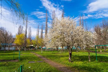 İlkbaharda, seçici bir odak ile kentsel bir ortamda çiçek açan meyve ağaçları. Bahar arkaplanı