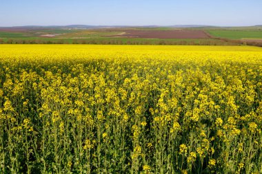 İlkbaharın başında açan kolza tohumu tarlası. Seçici odak ve kopyalama alanı olan arkaplan
