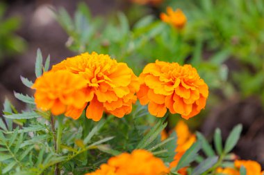 Çiçek tarhında çiçekler. Şehir çevresini yeşillendiriyor. Seçici odak ve kopyalama alanı olan arkaplan