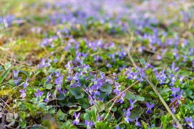 Baharın başında çayırdaki kır çiçekleri. Seçici odaklı arkaplan