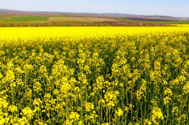 İlkbaharın başında açan kolza tohumu tarlası. Seçici odak ve kopyalama alanı olan arkaplan