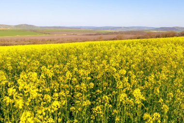 İlkbaharın başında açan kolza tohumu tarlası. Seçici odak ve kopyalama alanı olan arkaplan