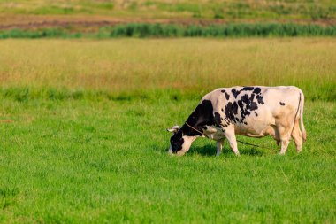 Köydeki çayırdaki inek. Seçici odaklı arkaplan ve metin için alanı kopyala