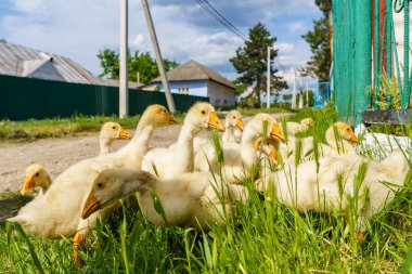 Köydeki kazlar. Seçici odaklı arkaplan ve metin için alanı kopyala