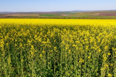 İlkbaharın başında açan kolza tohumu tarlası. Seçici odak ve kopyalama alanı olan arkaplan