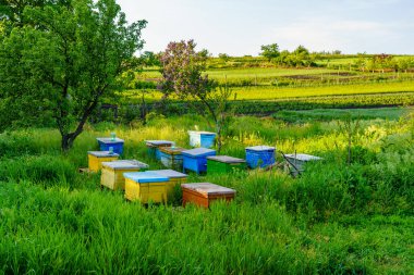 Arı kovanları. Seçici odaklı arkaplan ve metin için alanı kopyala.