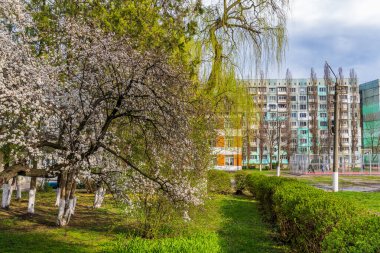 İlkbaharda, seçici bir odak ile kentsel bir ortamda çiçek açan meyve ağaçları. Bahar arkaplanı