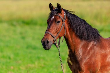Otlaktaki at. Seçici odaklı arkaplan ve metin için alanı kopyala