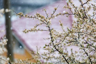 Baharın başında kar ve çiçek açan ağaçlar. Bahar arkaplanı