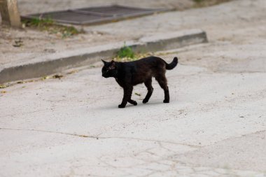 Kara kedi. Batıl inanç kavramı. Seçici odaklı arkaplan ve metin için alanı kopyala