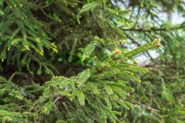 Spruce dalları. Seçici odaklı arkaplan veya arkaplan ve metin için alanı kopyala.