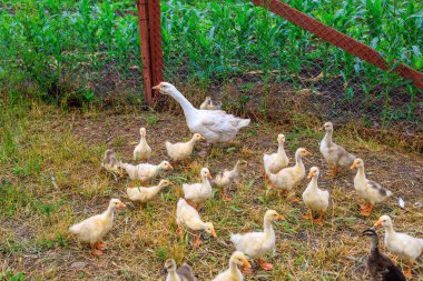 Köydeki kazlar. Seçici odaklı arkaplan ve metin için alanı kopyala