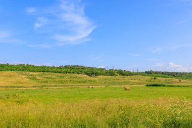 Köydeki çayırdaki inek. Seçici odaklı arkaplan ve metin için alanı kopyala