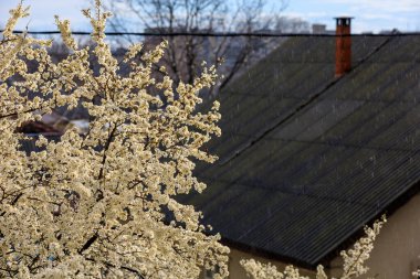 Yağmur ve çiçek açan ağaçlar seçici odaklı, uyumlu. Bahar arkaplanı