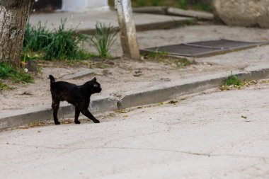 Kara kedi. Batıl inanç kavramı. Seçici odaklı arkaplan ve metin için alanı kopyala