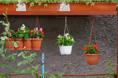 Saksıda çiçekler. Seçici odaklı arkaplan ve metin için alanı kopyala.
