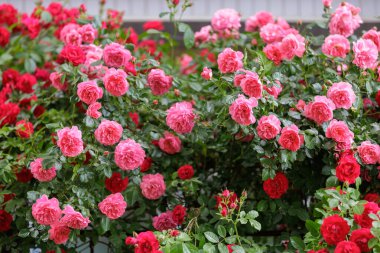 Güzel bir gül bahçesi. Seçici odaklı arkaplan ve metin için alanı kopyala.