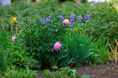 Çiçek tarlasında çok güzel çiçekler var. Seçici odaklı arkaplan ve metin için alanı kopyala.