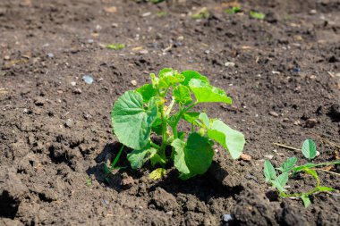 Salatalık filizleniyor. Seçici odaklı arkaplan ve metin için alanı kopyala.