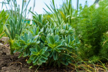 Yaprak döken üstler. Seçici odaklı arkaplan ve metin için alanı kopyala.