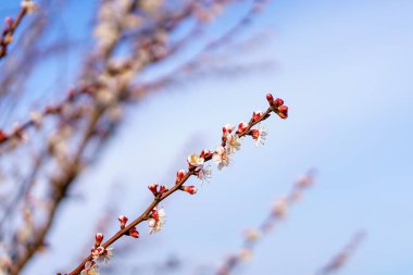 Seçici odaklı çiçek açan meyve ağaçları. Bahar arkaplanı
