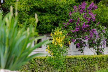 Bobovnik ağacında çiçekler ya da altın yağmurda. Şehir çevresini yeşillendiriyor. Seçici odak ve kopyalama alanı olan arkaplan