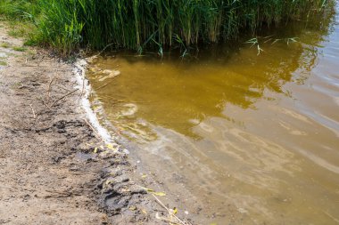 Bir göletin kirli kıyısı. Seçici odaklı arkaplan ve metin için alanı kopyala.