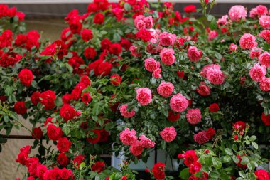 Güzel bir gül bahçesi. Seçici odaklı arkaplan ve metin için alanı kopyala.