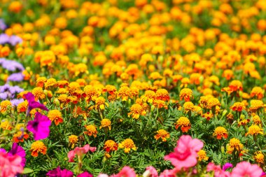 Çiçek tarlasında çok güzel çiçekler var. Seçici odaklı arkaplan ve metin için alanı kopyala.