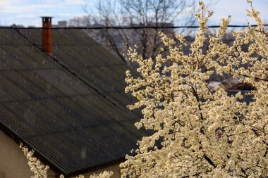 Yağmur ve çiçek açan ağaçlar seçici odaklı, uyumlu. Bahar arkaplanı