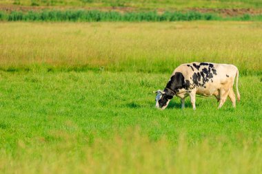 Köydeki çayırdaki inek. Seçici odaklı arkaplan ve metin için alanı kopyala