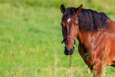Otlaktaki at. Seçici odaklı arkaplan ve metin için alanı kopyala