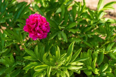 Çiçek tarlasında bir çiçek. Seçici odaklı arkaplan ve metin için alanı kopyala.
