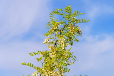 Çiçek açan ağaç. Seçici odaklı arkaplan ve metin için alanı kopyala.