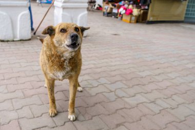 Evsiz köpek. Seçici odaklı arkaplan ve metin için alanı kopyala