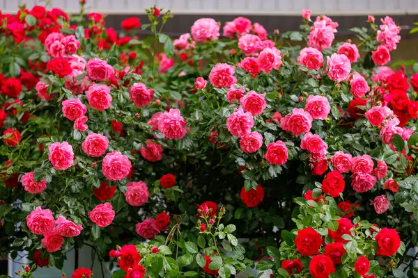 Beautiful rose garden. Background with selective focus and copy space for text.